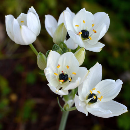 blooming black and white arabicum