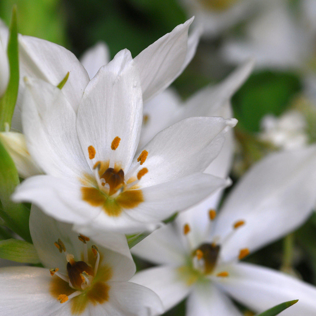 Ornithogalum Easy To Grow Bulbs
