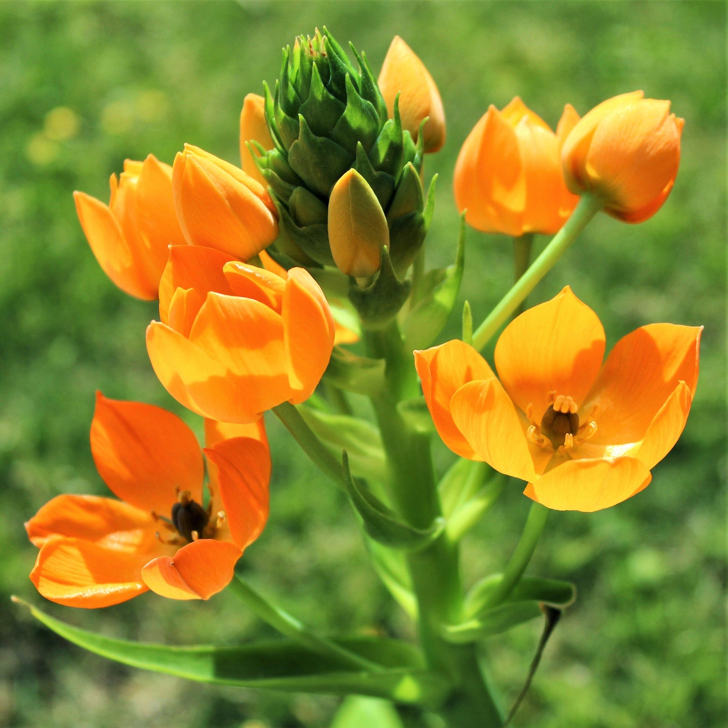 Ornithogalum - Summer Mix