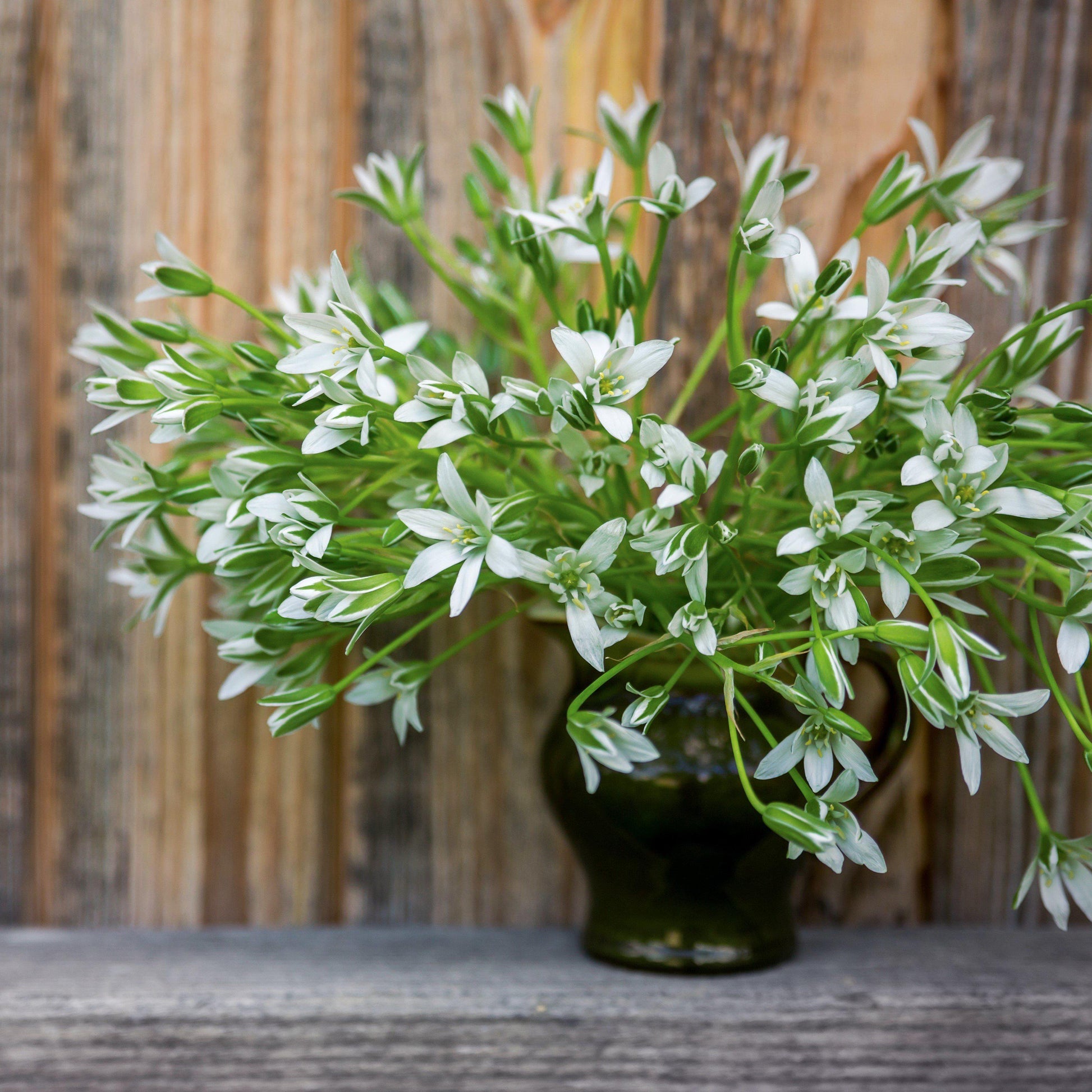 star of bethlehem succulent Easy to Grow Bulbs Ornithogalum
