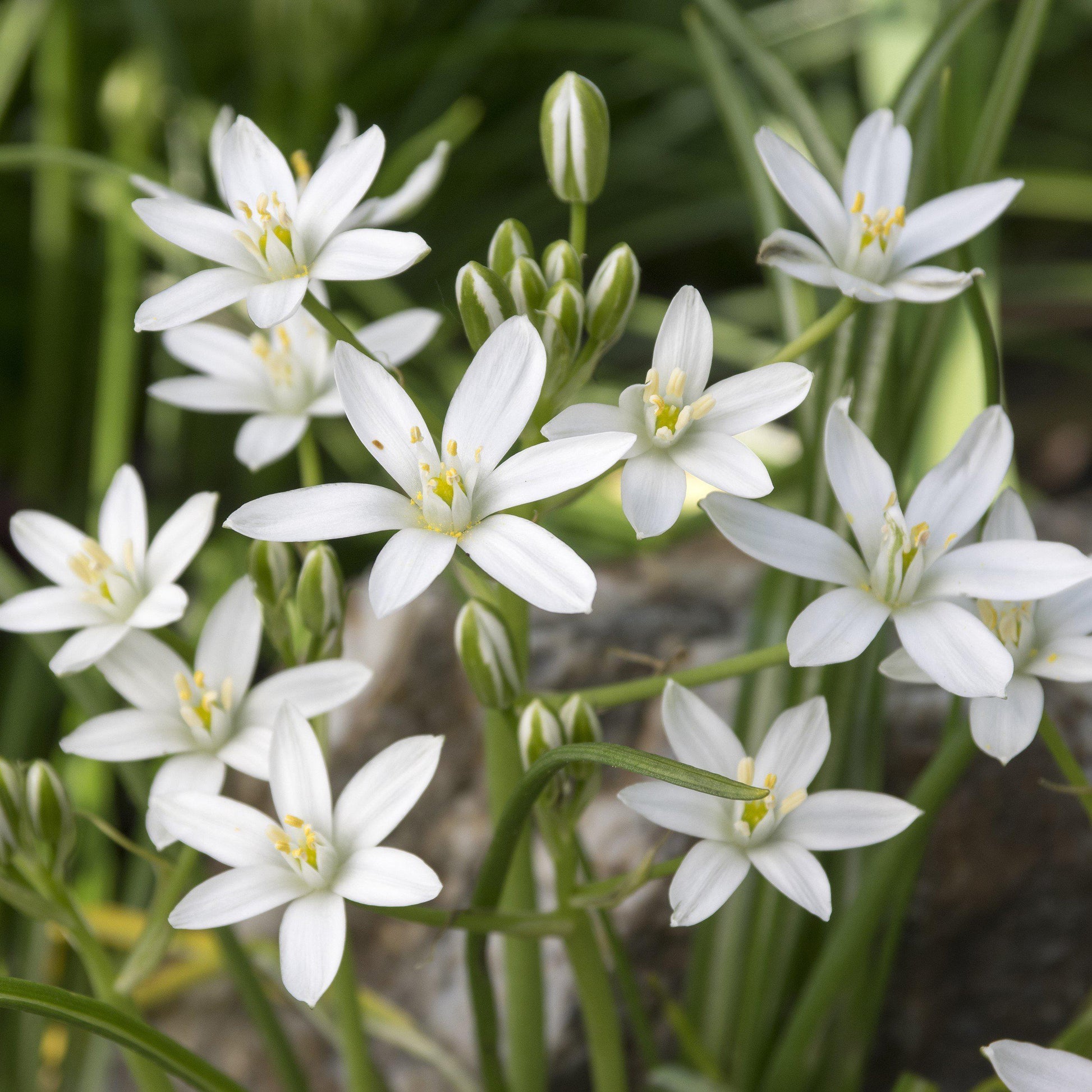 bethlehem lily flower Easy to Grow Bulbs Ornithogalum