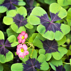Pink flowers and purple-green bicolor foliage of Oxalis Iron Cross