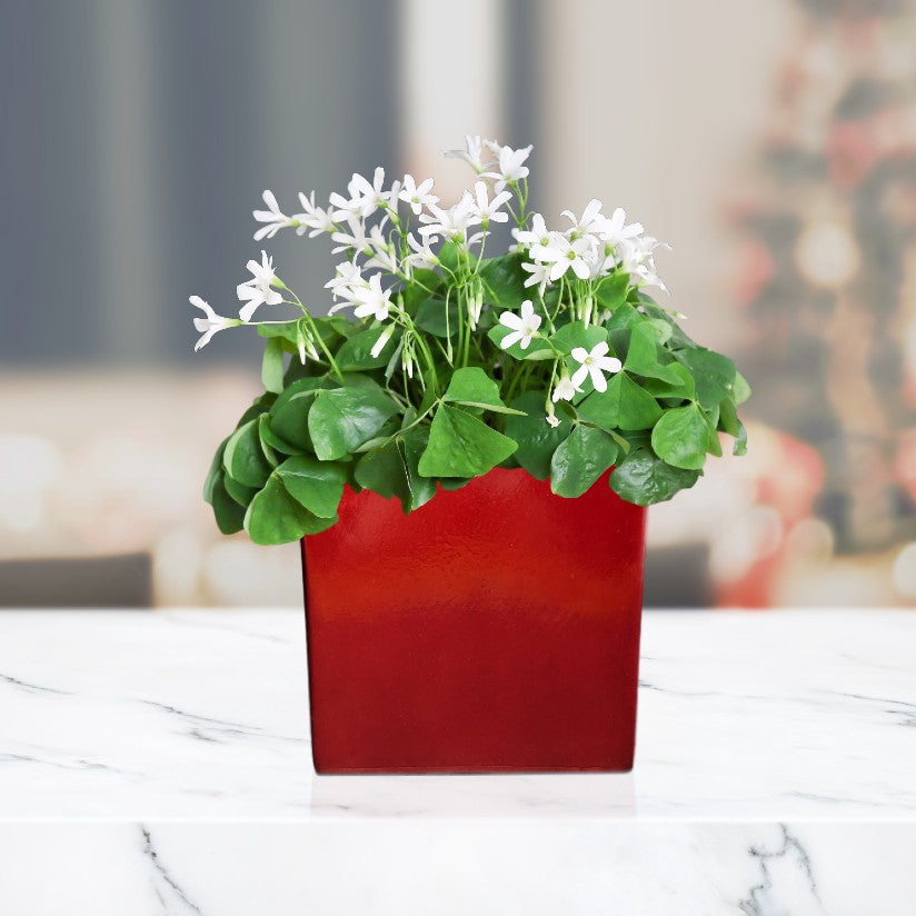 best pot for shamrock plant Shamrock Gift Pre-Planted in a Ceramic Square