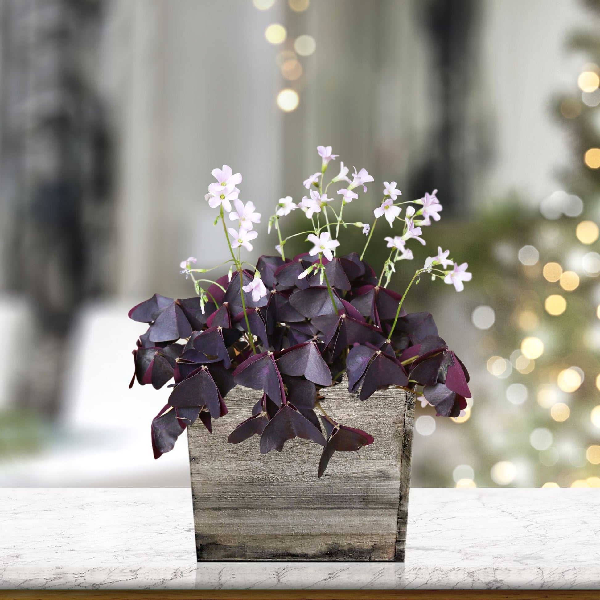 planting oxalis bulbs in pots Oxalis