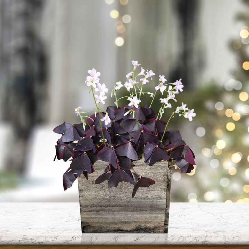Purple oxalis triangularis planted in a wood square