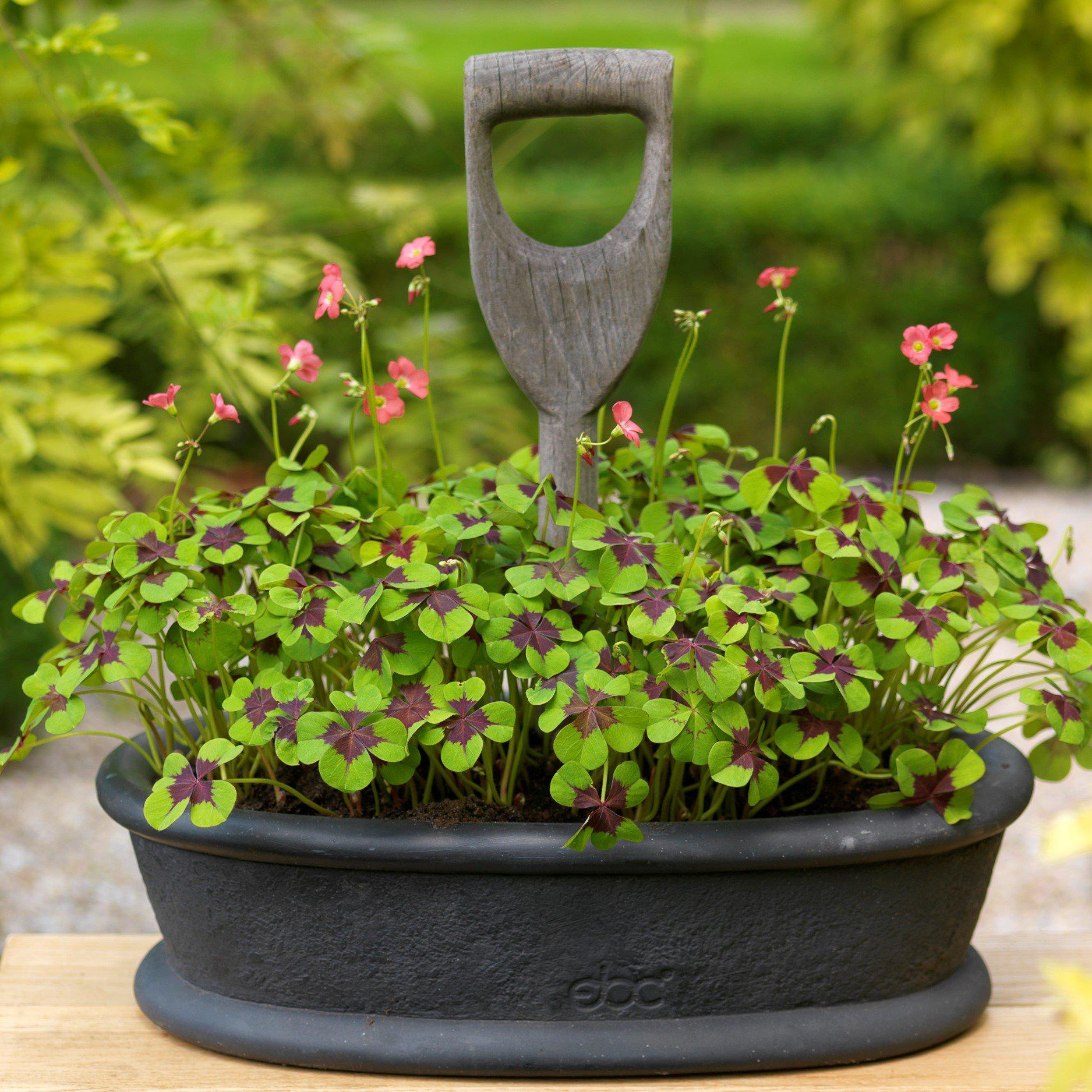 iron cross plant indoor Oxalis
