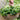 Oxalis Triangularis and Regnellii Collection