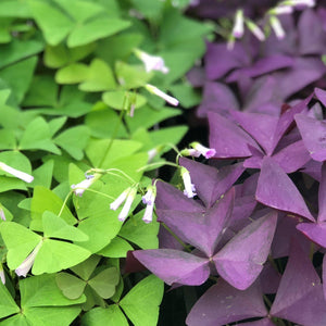 Oxalis Triangularis and Regnelli Collection