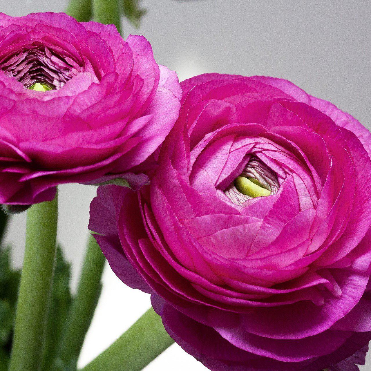 Mini Purple Ranunculus Ranunculus Purple Bulbs For Sale | Purple Ranunculus – Easy To Grow Bulbs