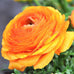 Tecolote Ranunculus Tropical Sunset Mix Bulbs For Sale Online – Easy To ...