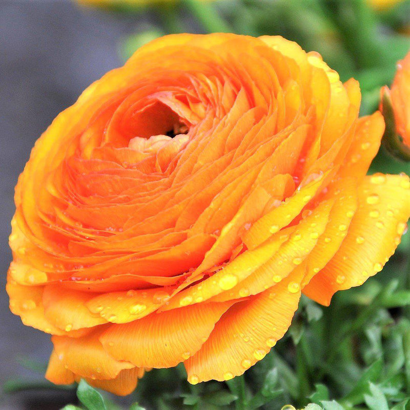 Orange Ranunculus Flower