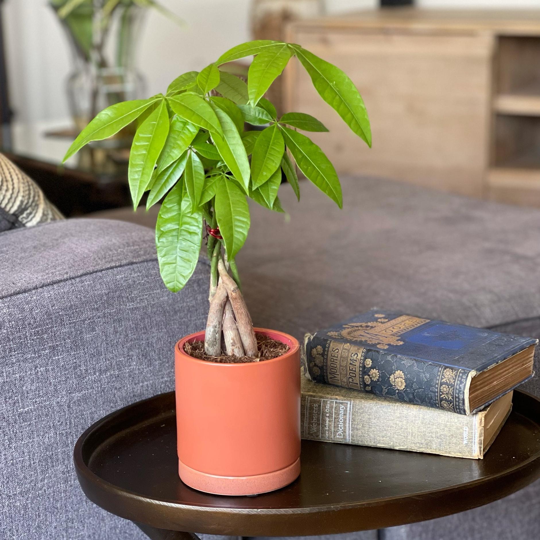 Growing Money Tree Plant Amazon.com : Costa Farms Money Tree, Small