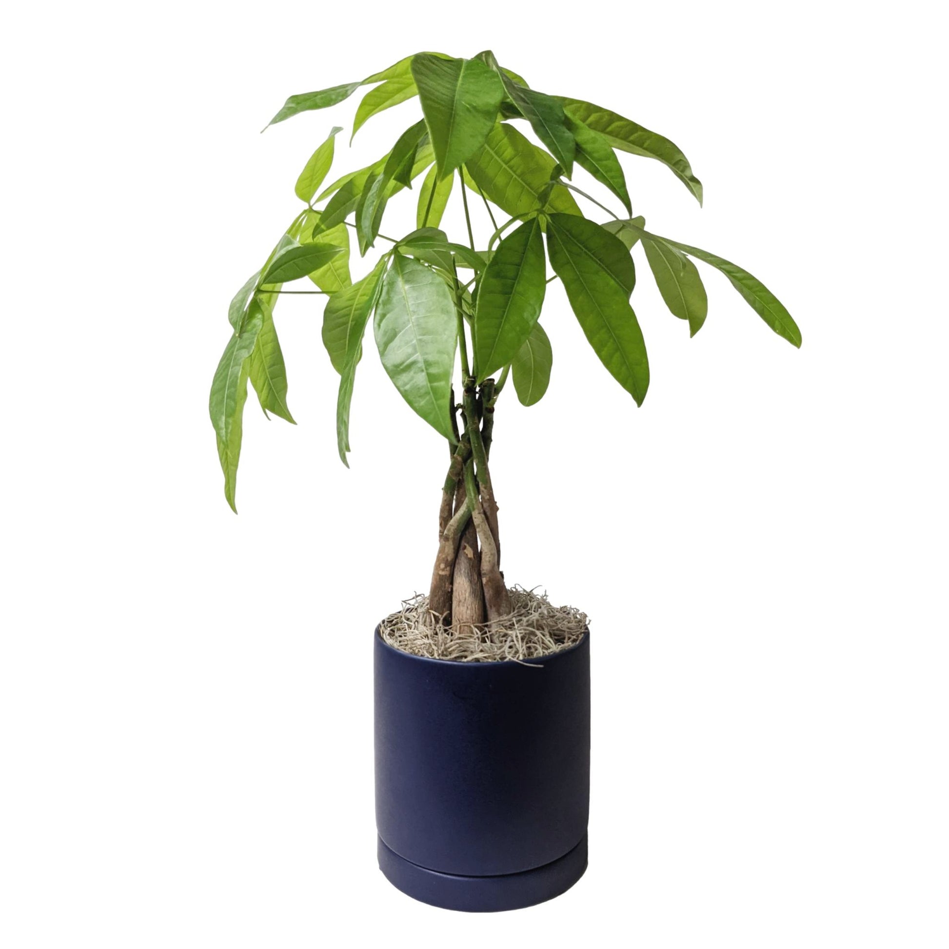 money tree pots Houseplants for Sale