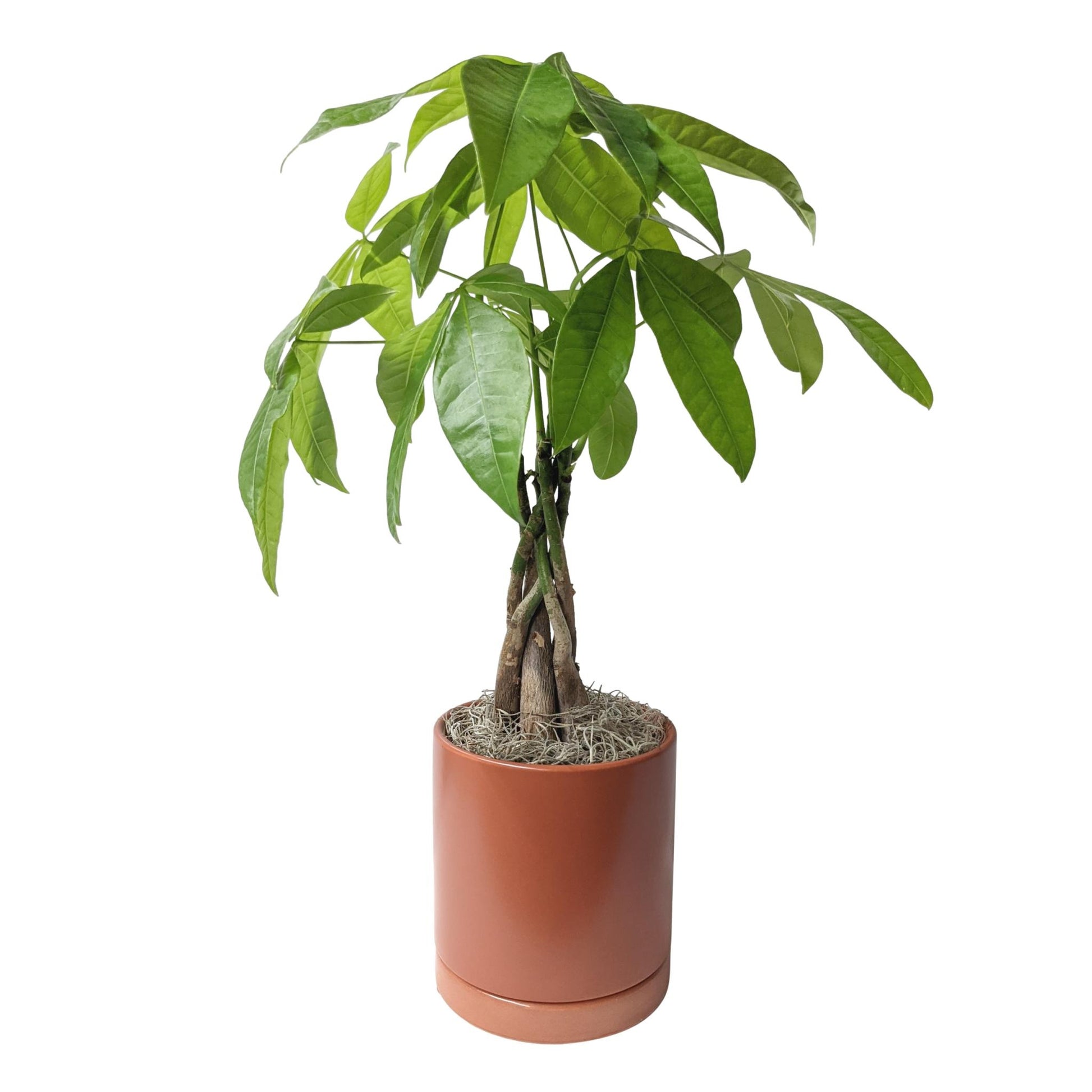 money tree terracotta Pachira