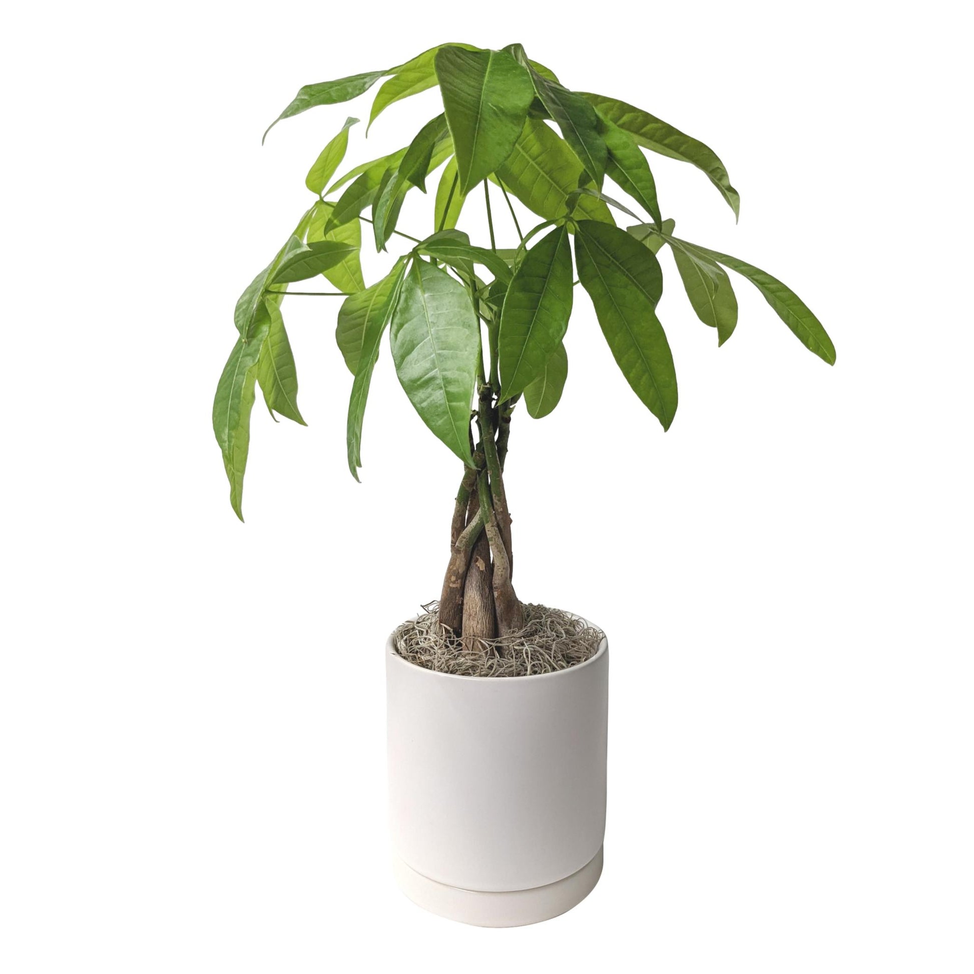 money tree plant pot size Houseplants for Sale
