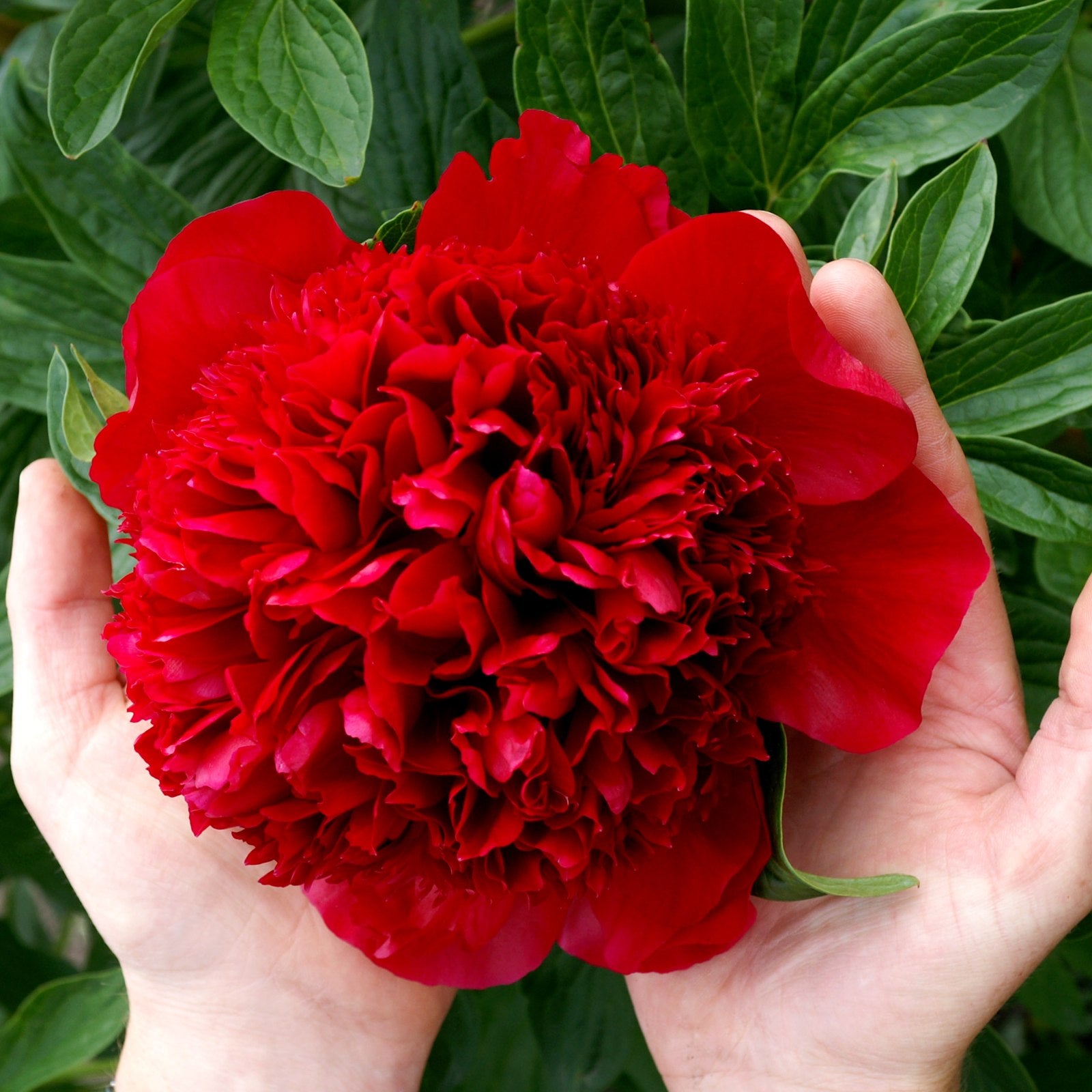 True Red Peony Bulbs For Sale Online | Red Charm (Fragrant) – Easy To Grow Bulbs