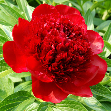 True Red Peony Bulbs For Sale Online | Red Charm (Fragrant) – Easy To ...