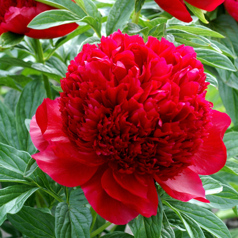 Huge Red Peony Blooms of Red Charm
