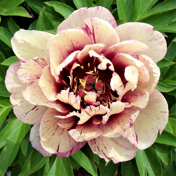 Peony♪ Paeonia_All_That_Jazz.SQ.