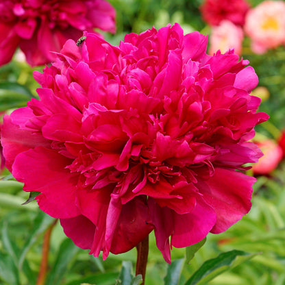 Deep Fuchsia Peony Bulbs For Sale | Big Ben 