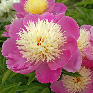 Hot Pink Peony Bulbs For Sale | Bowl of Beauty (Fragrant)