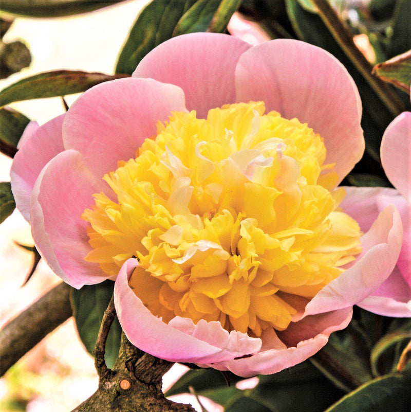 Pink & Yellow Peony Bulbs For Sale | Butter Bowl (Fragrant)