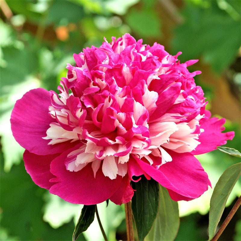 Deep Pink Peony Bulbs For Sale Online | Celebrity (Fragrant)