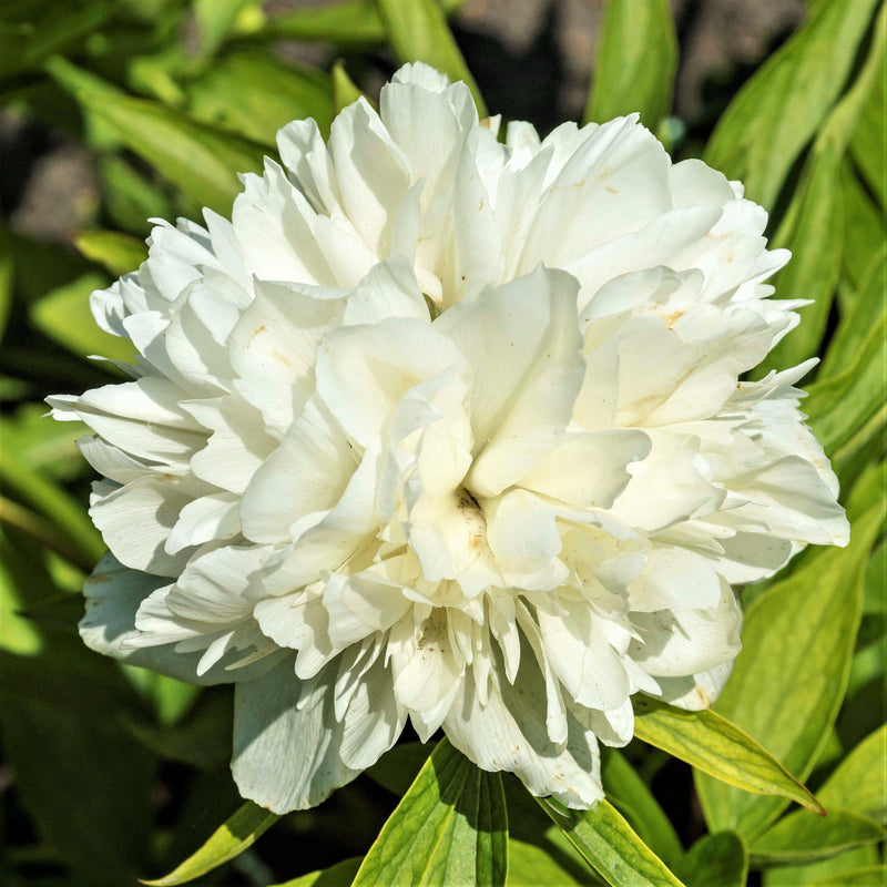 bloom of White Peony Alba Plena (Fragrant)