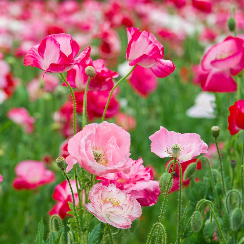 pastel pink blooms of common poppies