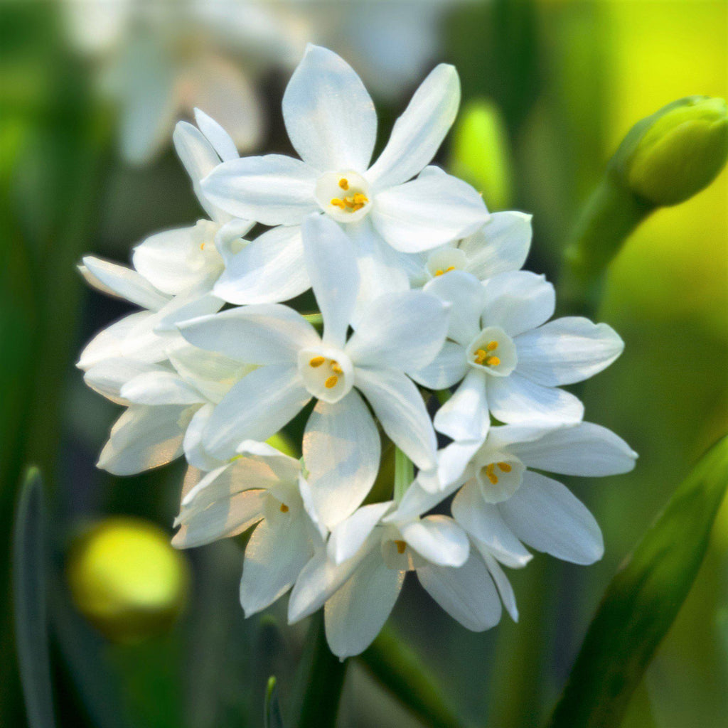 Paperwhites: Growing Paperwhite Flowers Indoors & Outdoors