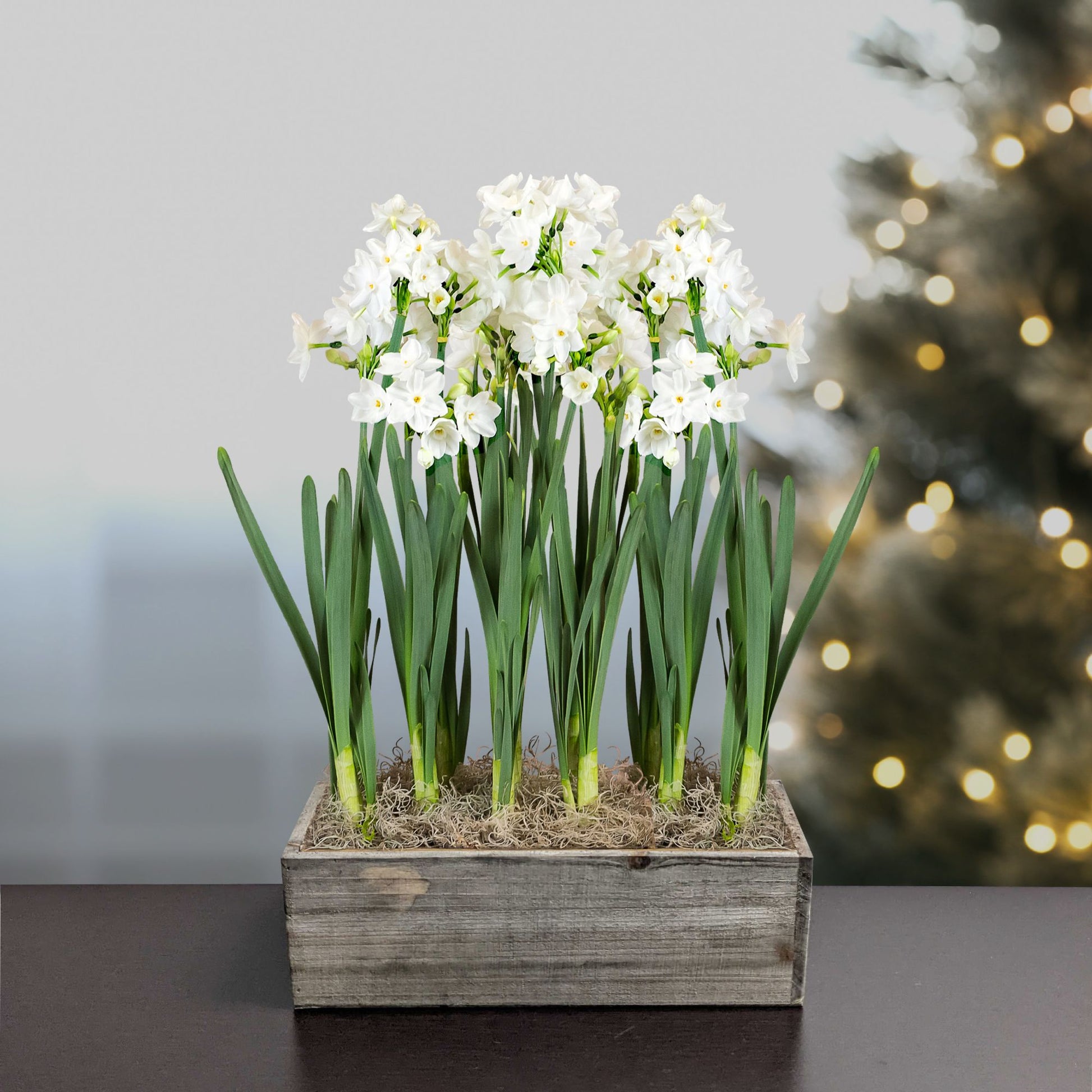 planting paperwhites in pots Narcissus