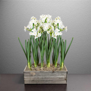 paperwhites blooming in a rectangle wood planter