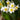 Narcissus - Paperwhite Wintersun (17+ cm)