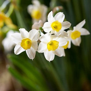 Lovely White and Yellow Paperwhites