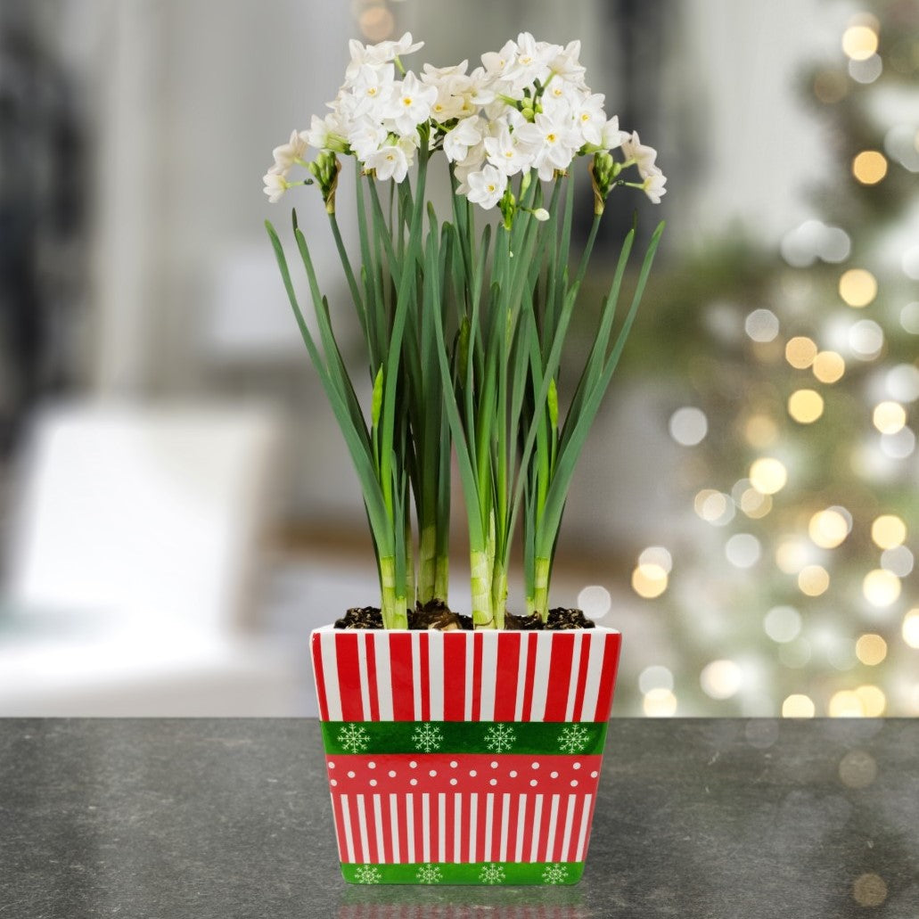 ready planted flower pots Pre-Planted Paperwhite Gift in a Square Ceramic Planter – Easy To Grow Bulbs