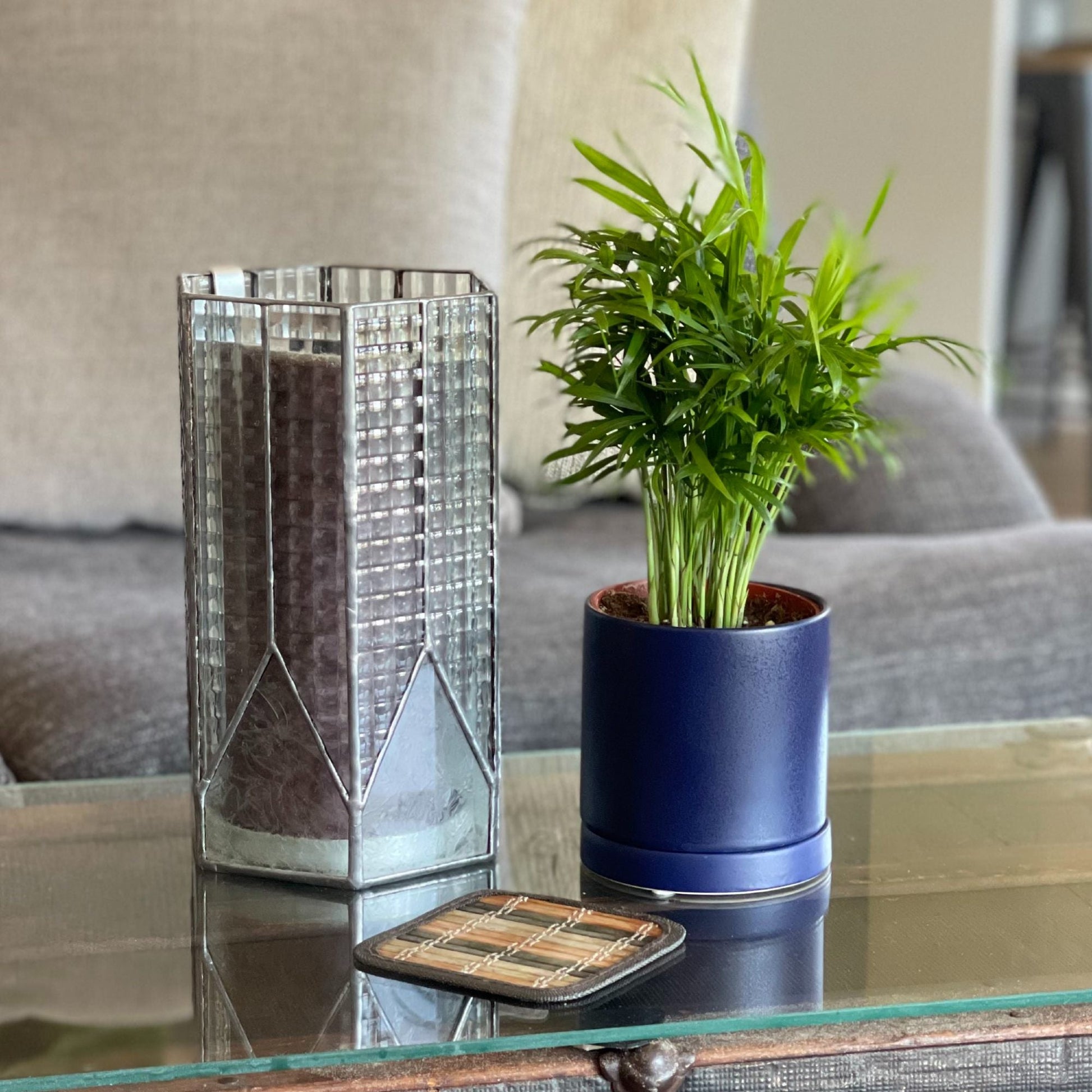 where to buy a parlor palm near me Carefree Houseplant for Sale