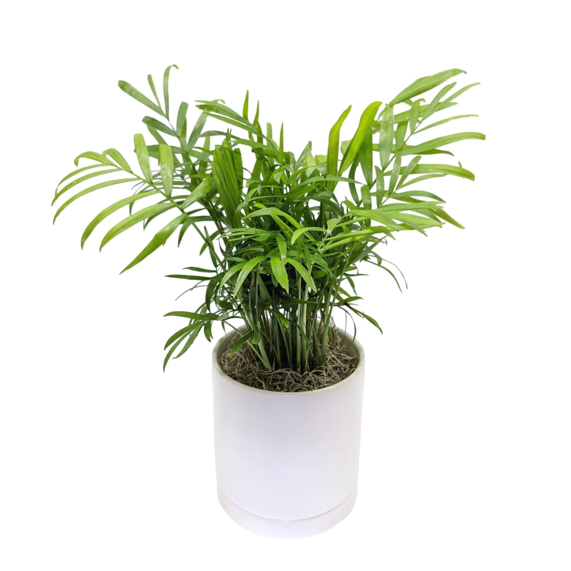 pot for parlor palm Carefree Houseplant for Sale