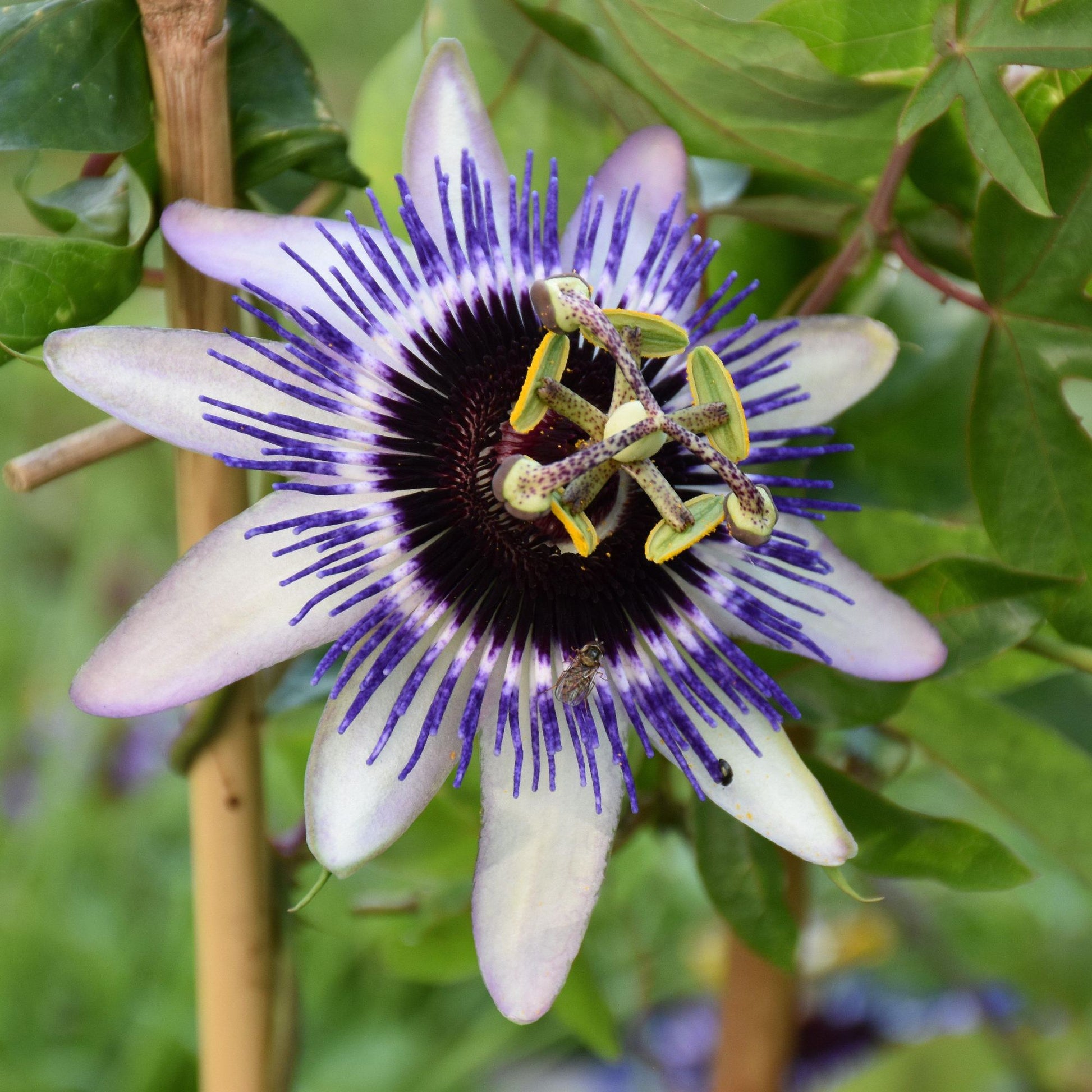 Purple and white Passion Flower Clear Skies