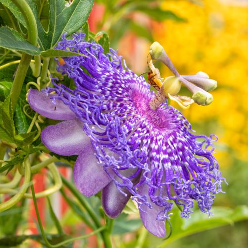 purple fata confetto passion flower