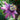Passion Flower Aphrodite Purple Nightie