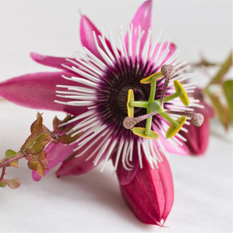 Passiflora Victoria - pink passionflower
