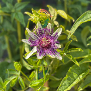 purple and white passion flower bloom