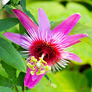 Hot Pink Passionflower | Passiflora Anastasia