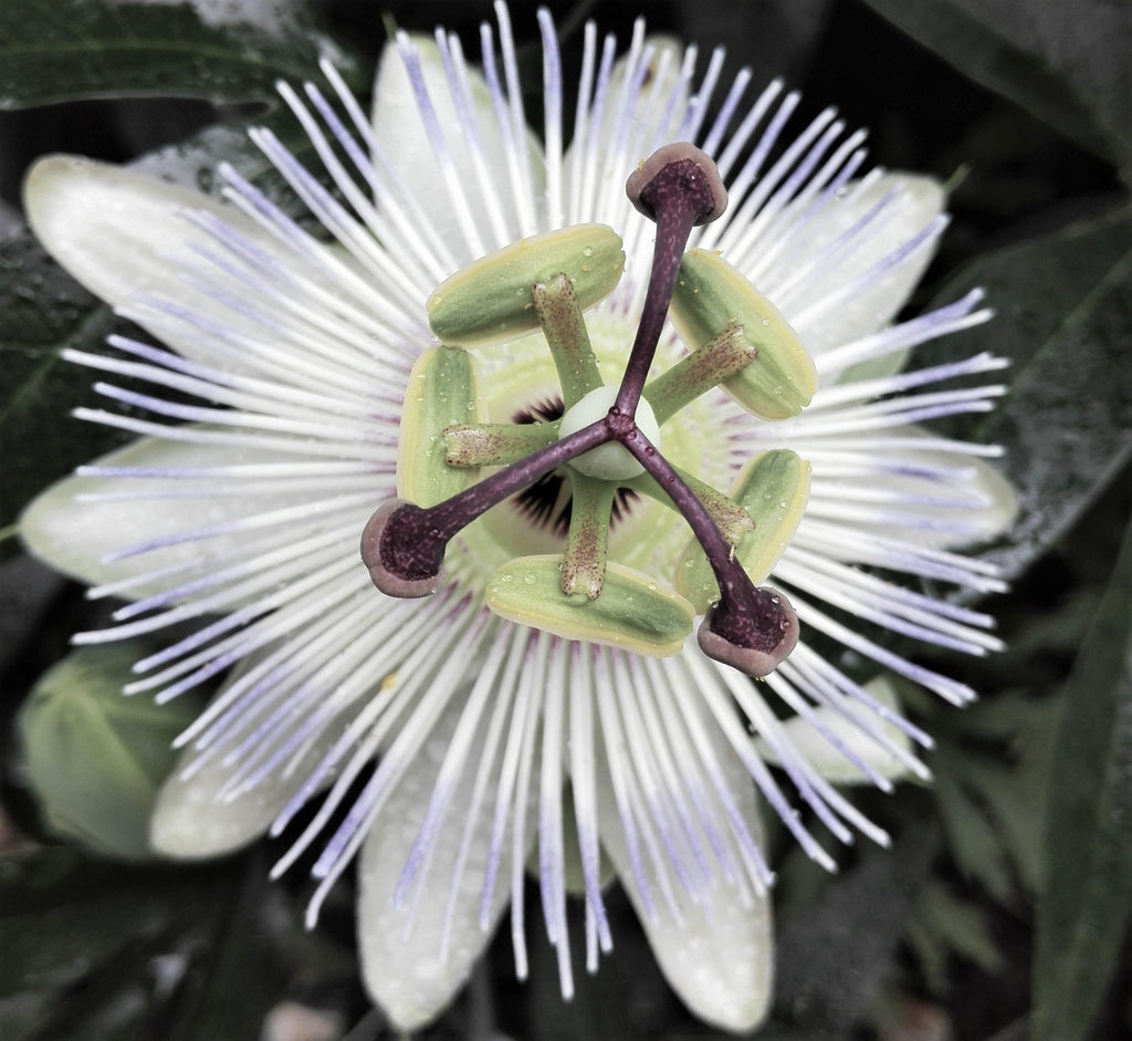 Passion Flower Plants for Sale | Easy to Grow™ – Easy To Grow Bulbs