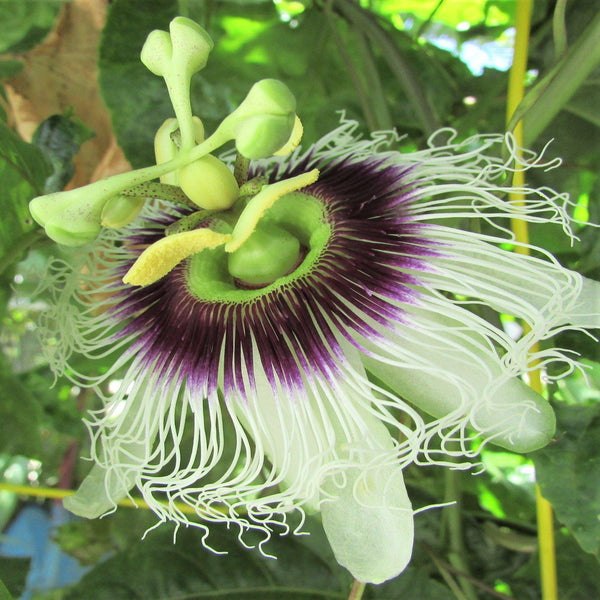 Passion Flower Plants for Sale Easy to Grow™ Easy To Grow Bulbs
