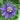 Passiflora Incense cold hardy passionflower