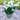 Narcissus - Paperwhite Ziva (17+ cm)