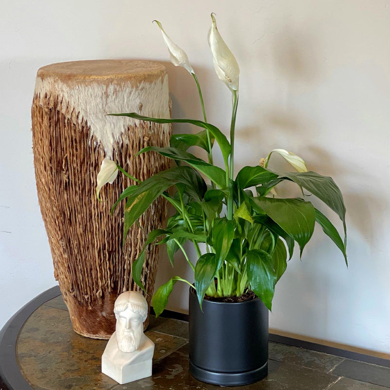 peace lily houseplant in a black pot