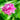 Hot Pink Peony Edulis Superba flower