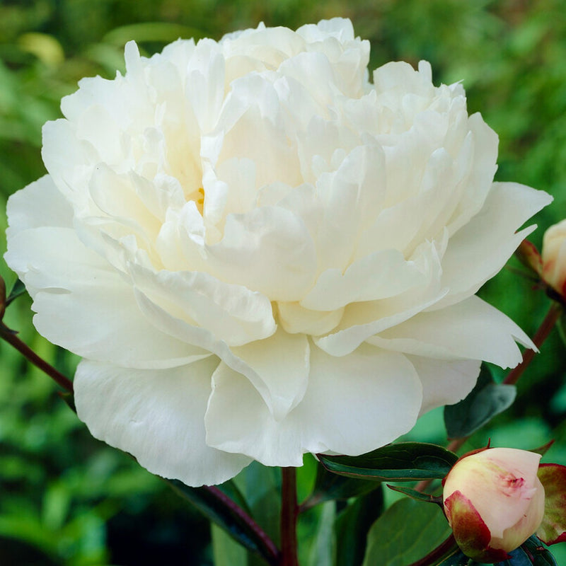 white bloom Peony Gardenia